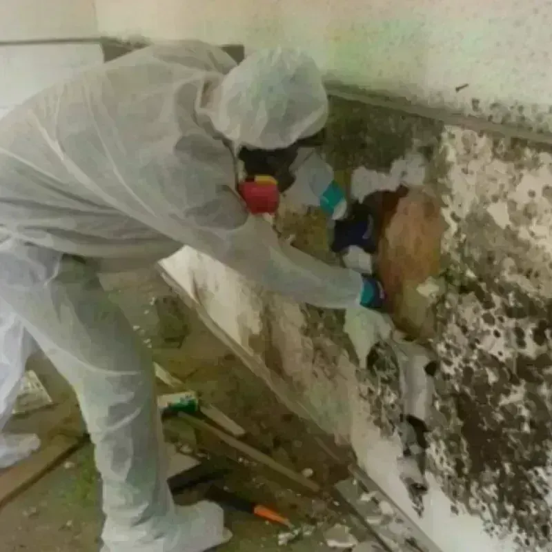 Mold Remediation and Removal in WaKeeney, KS